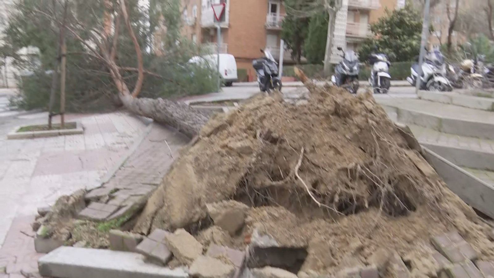 Cae otro árbol de gran altura a causa del viento en Hortaleza