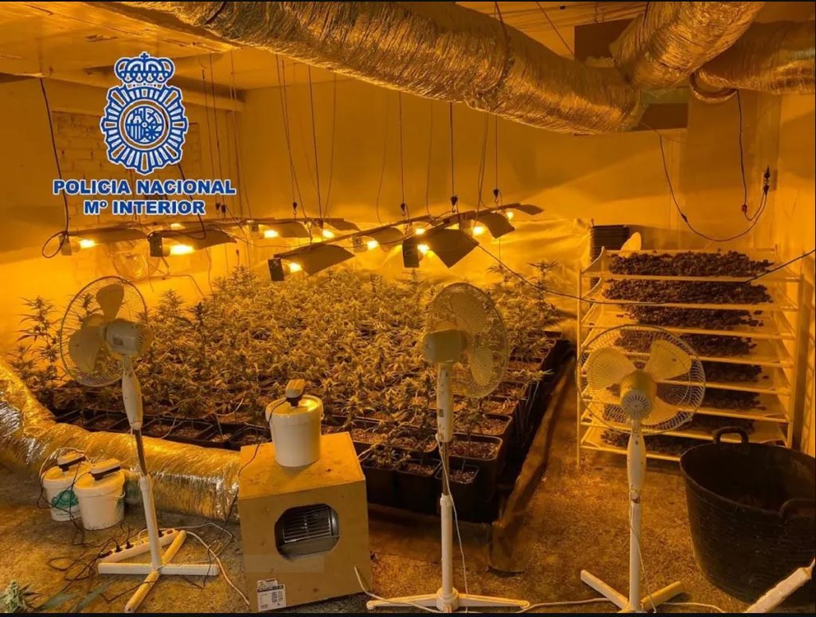 Marihuana