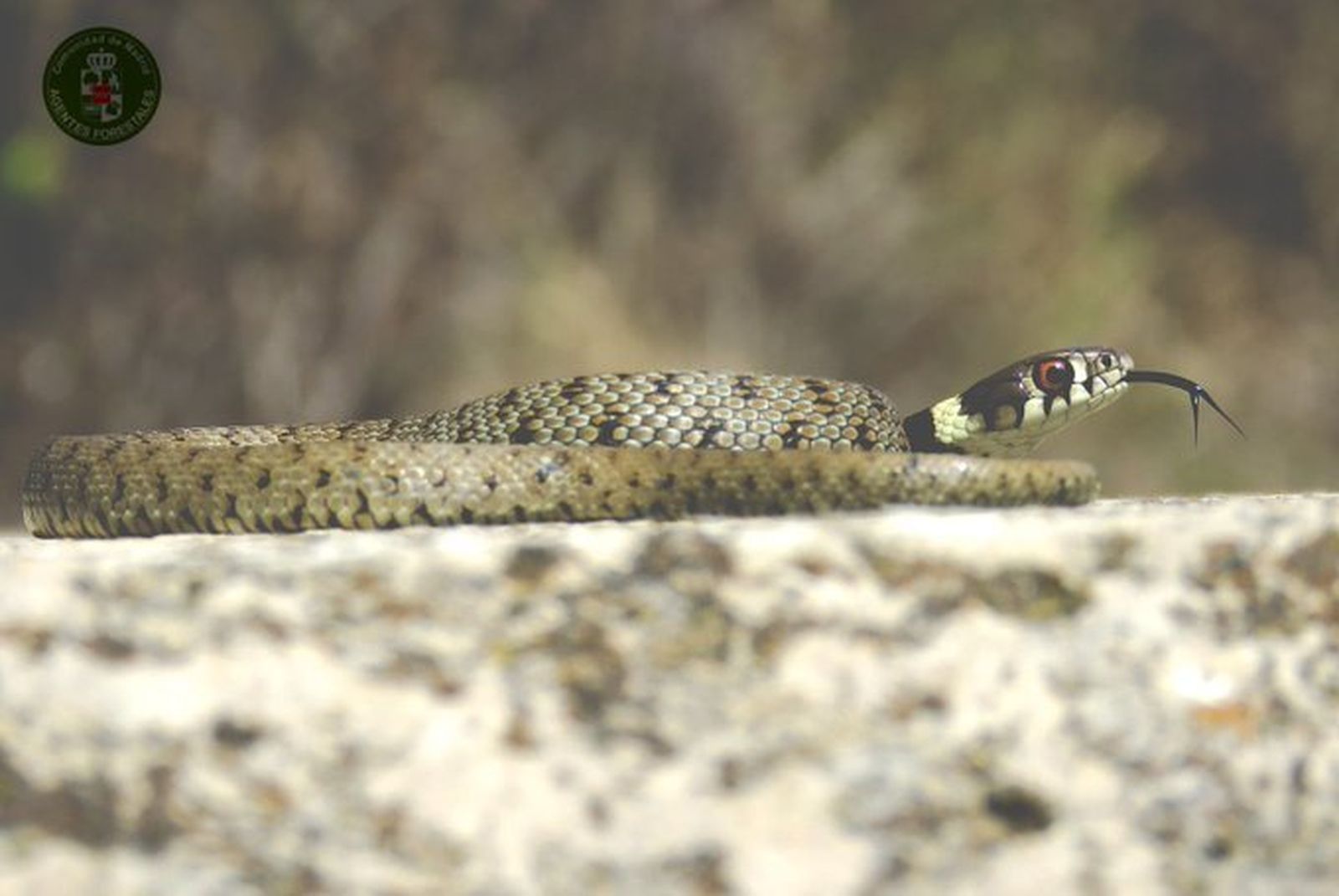 Culebra de collar
