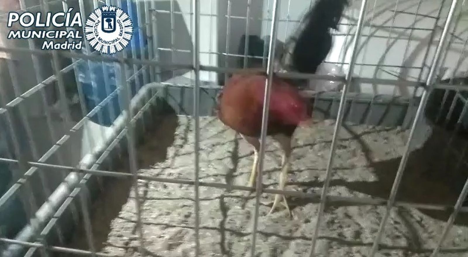 Gallo de pelea en el interior de su jaula