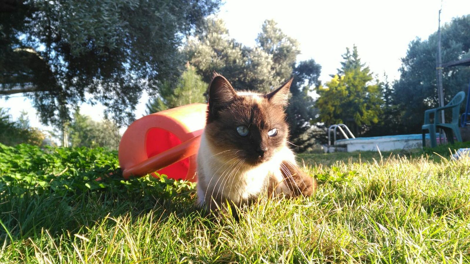 Galería de gatos