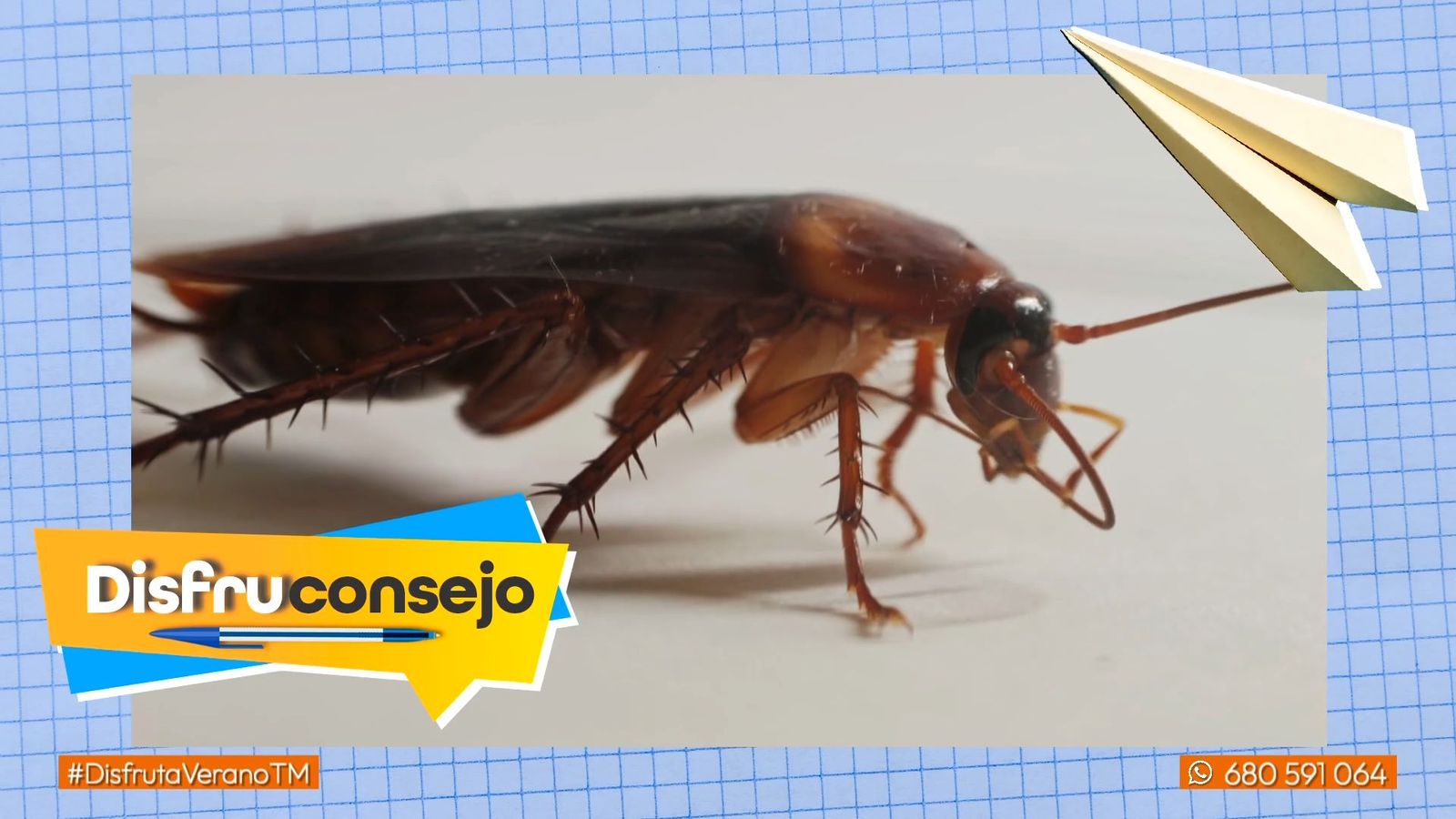 Así se crea una trampa casera para las cucarachas