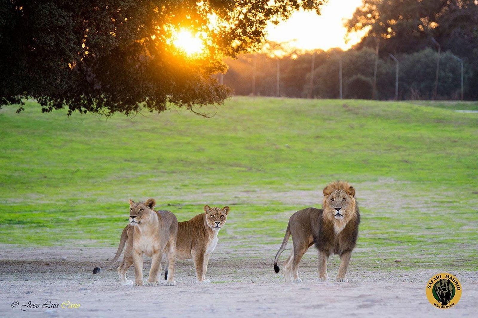 Leones en el Safari Madrid