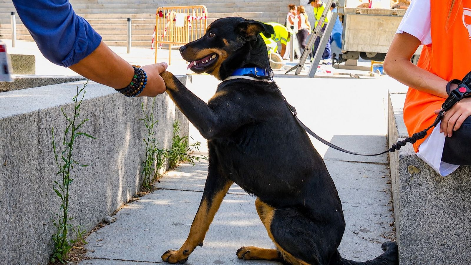 Piden rebajar el IVA de los gastos de perros y gatos adoptados para impulsar las adopciones y reducir el abandono