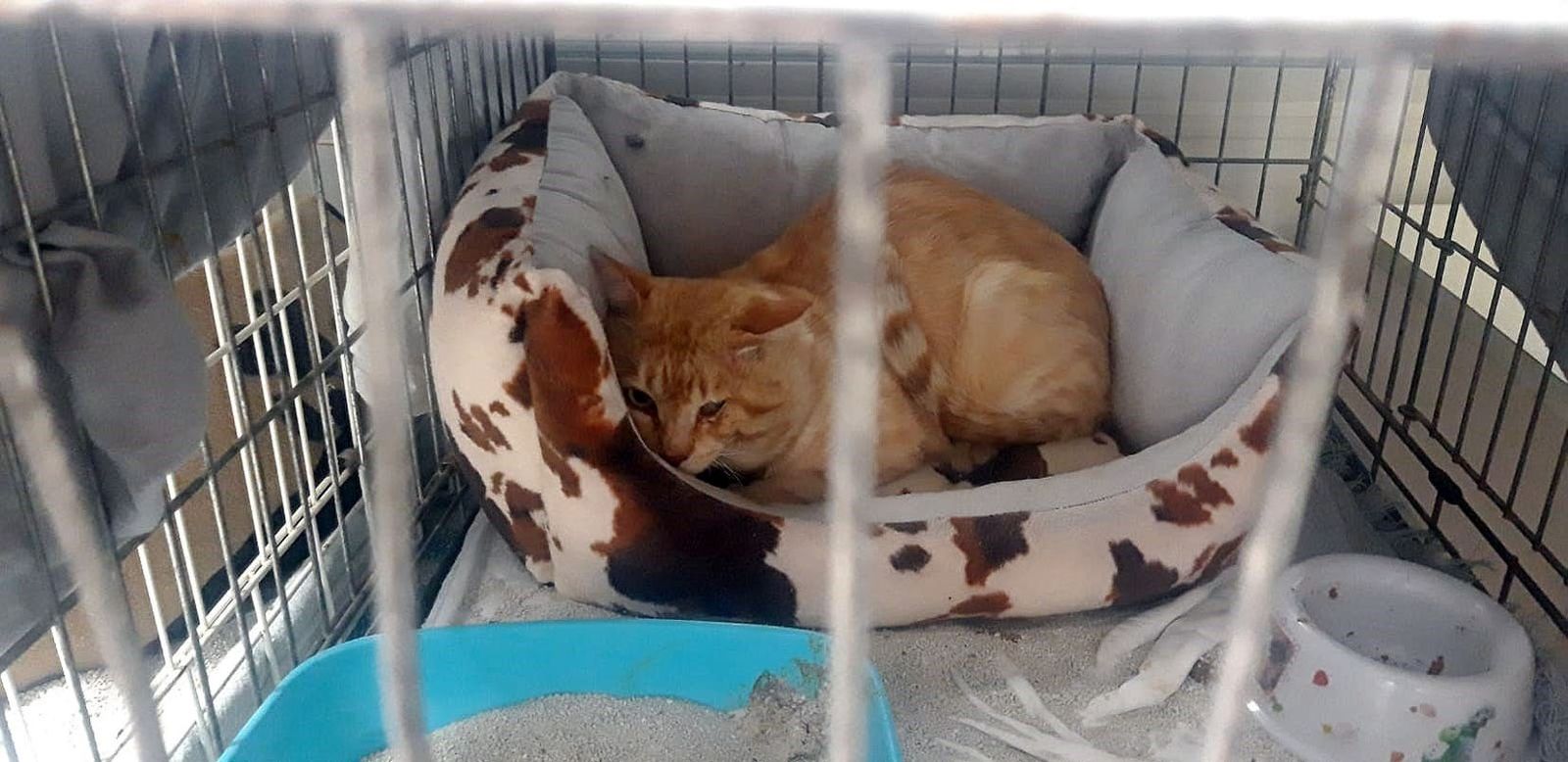 Gato en el interior de una jaula
