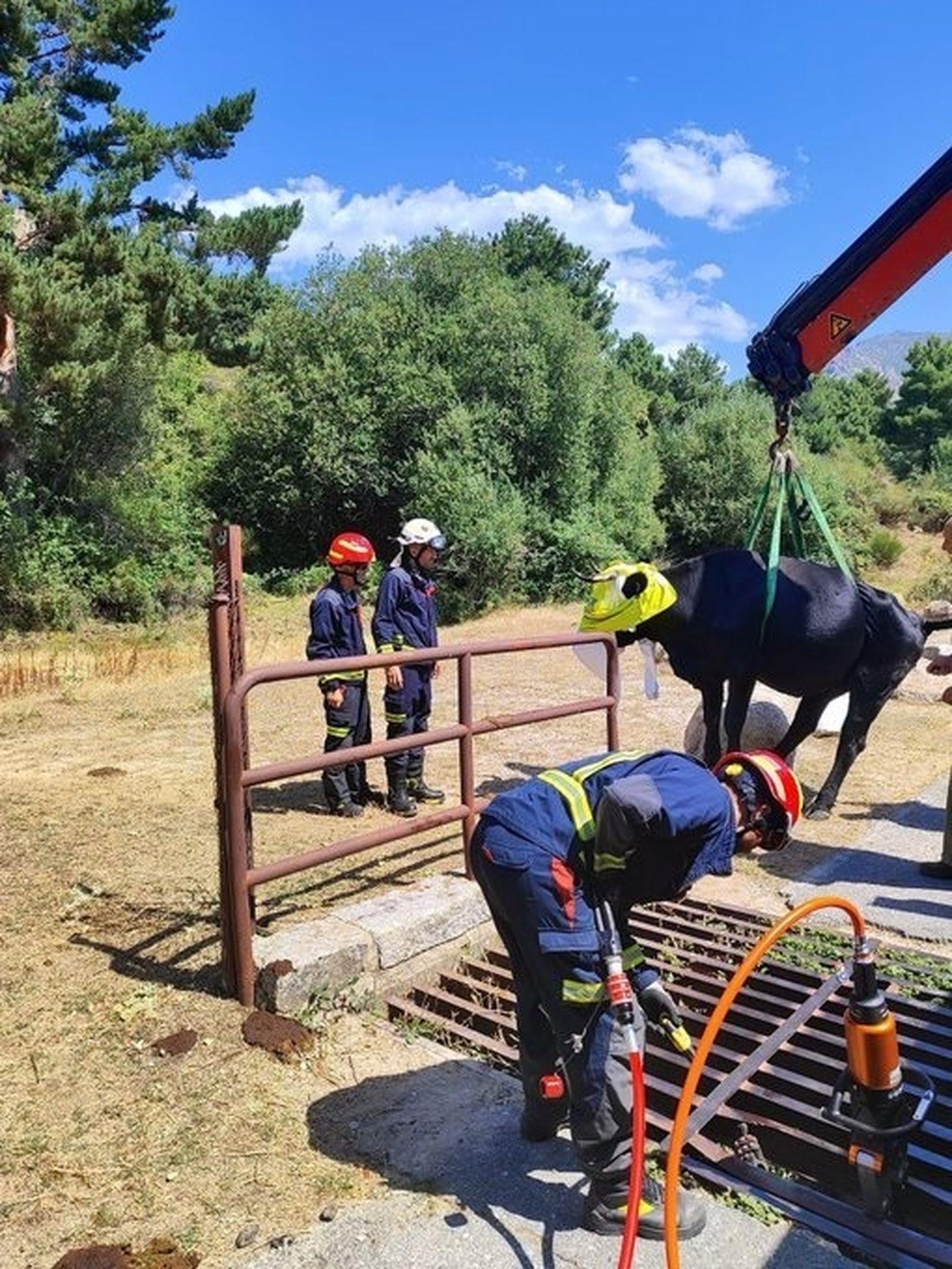El GERA rescata una vaca que quedó atrapada en un paso canadiense en Navacerrada