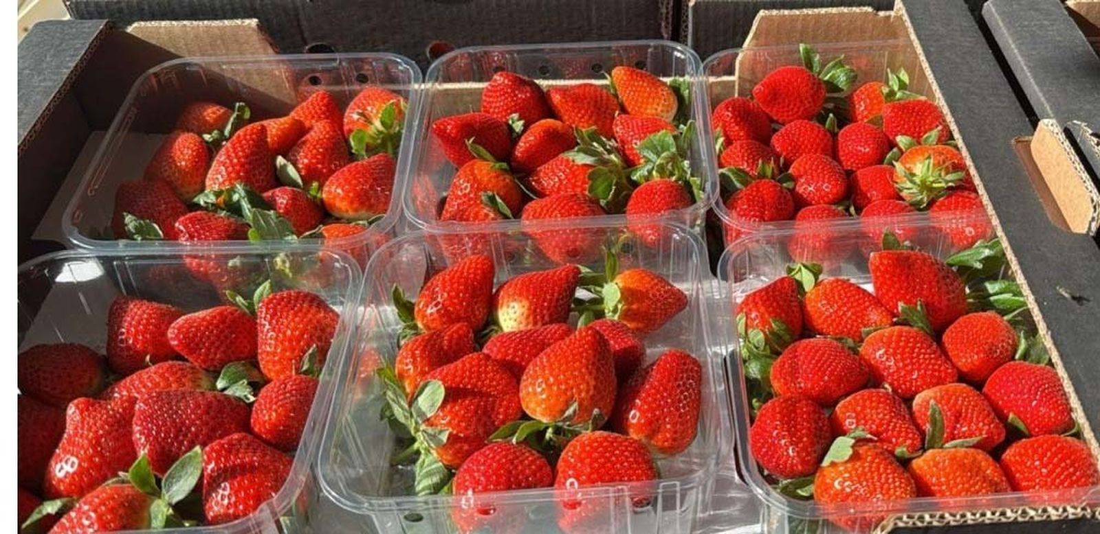 Alerta por unas fresas importadas de Marruecos