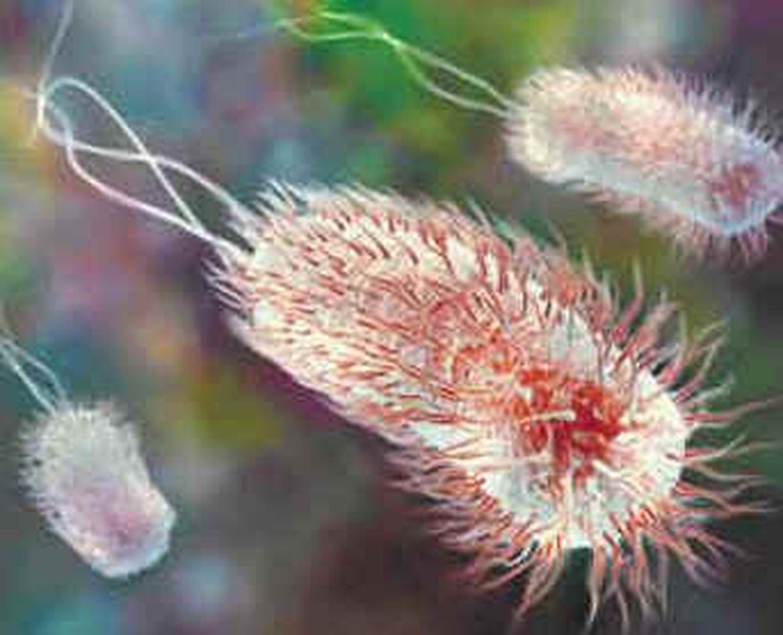 Una mujer de 78 años, primera víctima mortal de la bacteria E.Coli en Francia