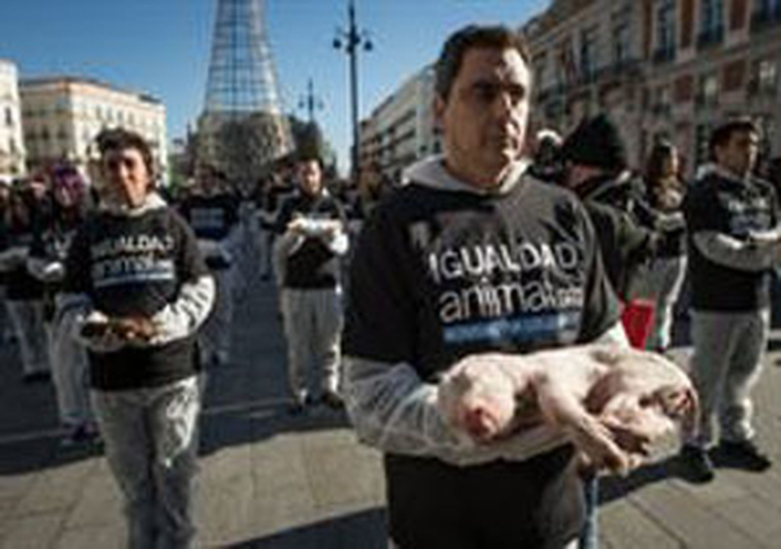 Animales