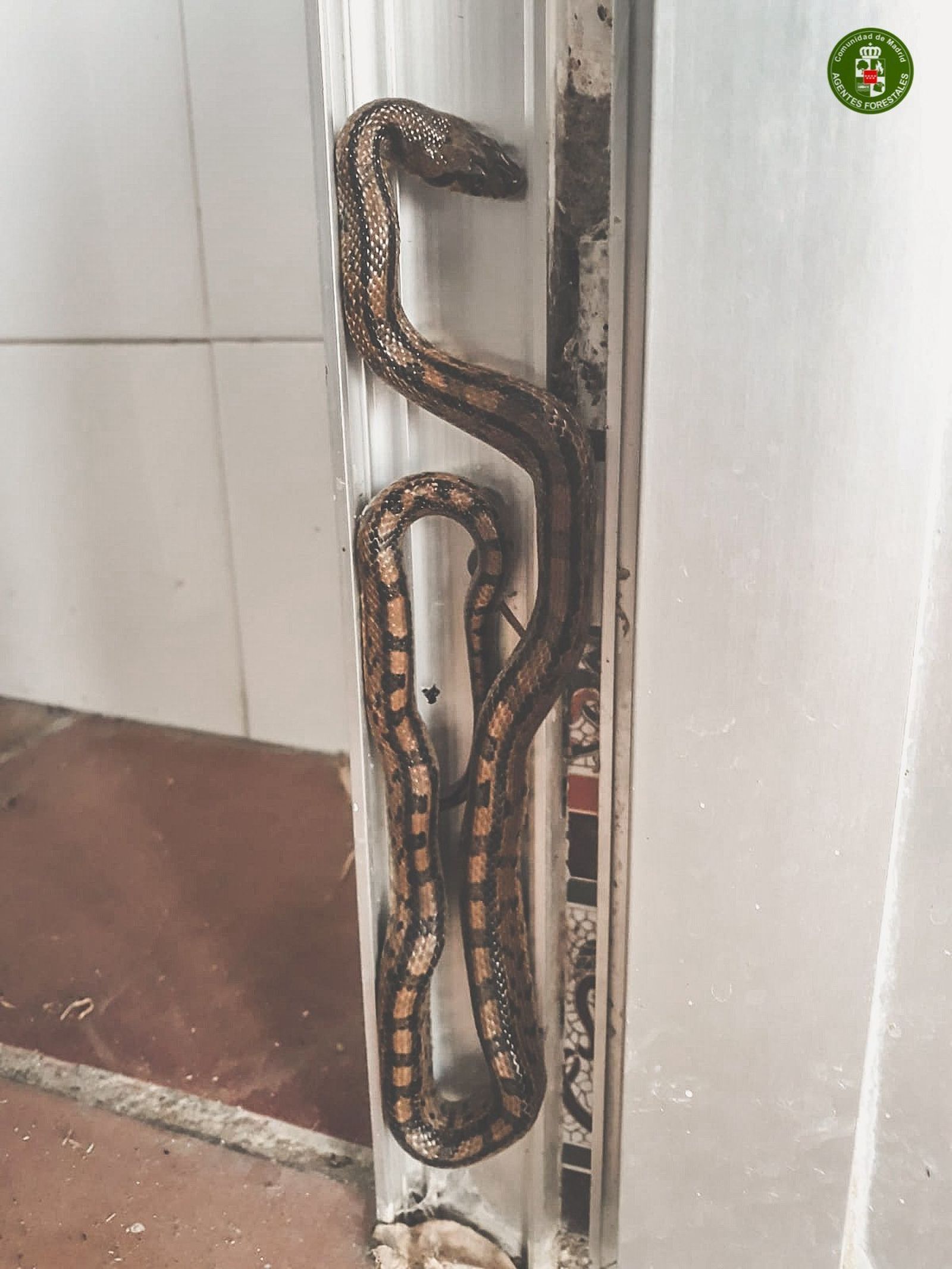 Culebra de escalera hallada en el interior de una vivienda