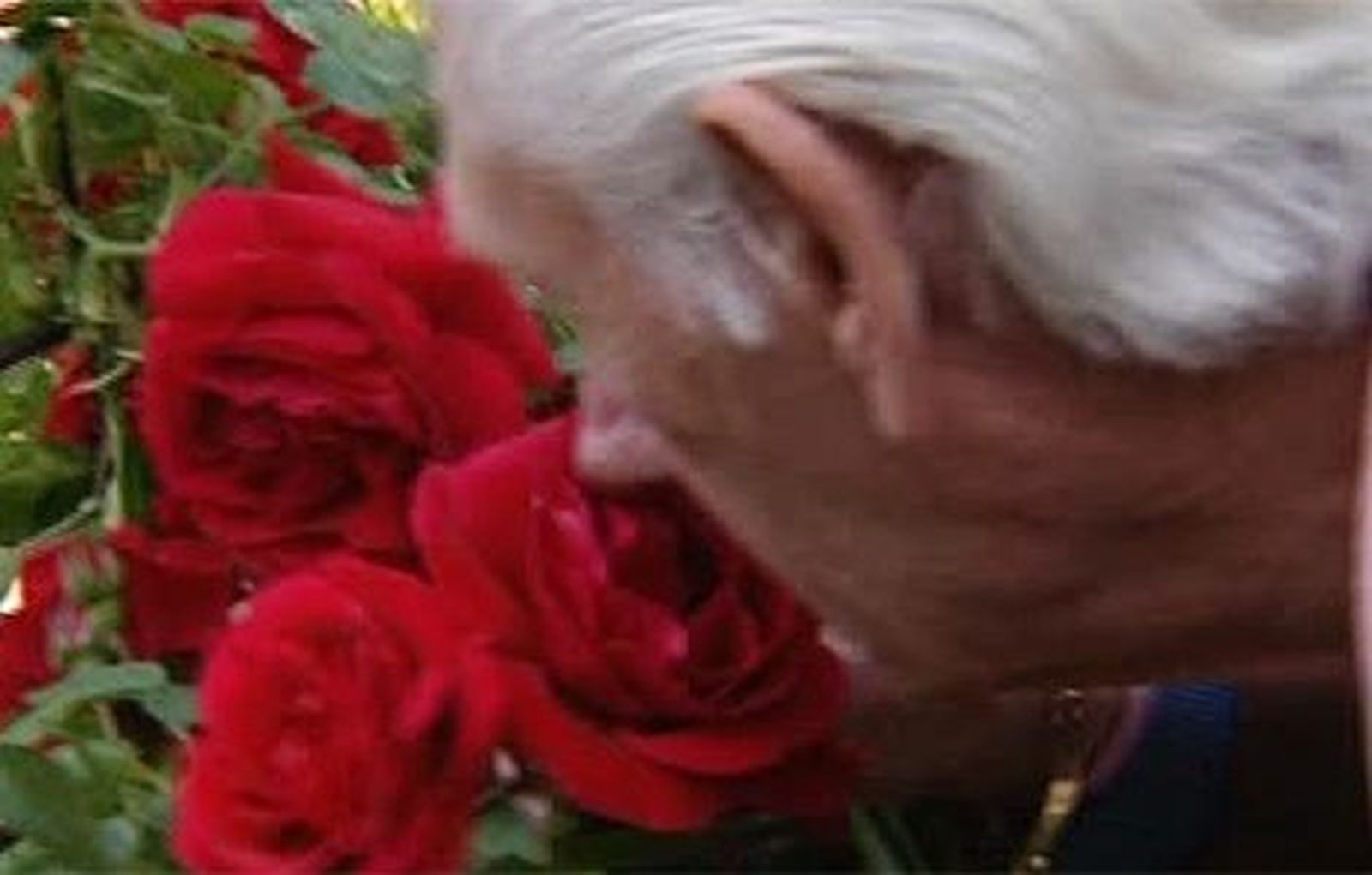 Se elige la mejor rosa