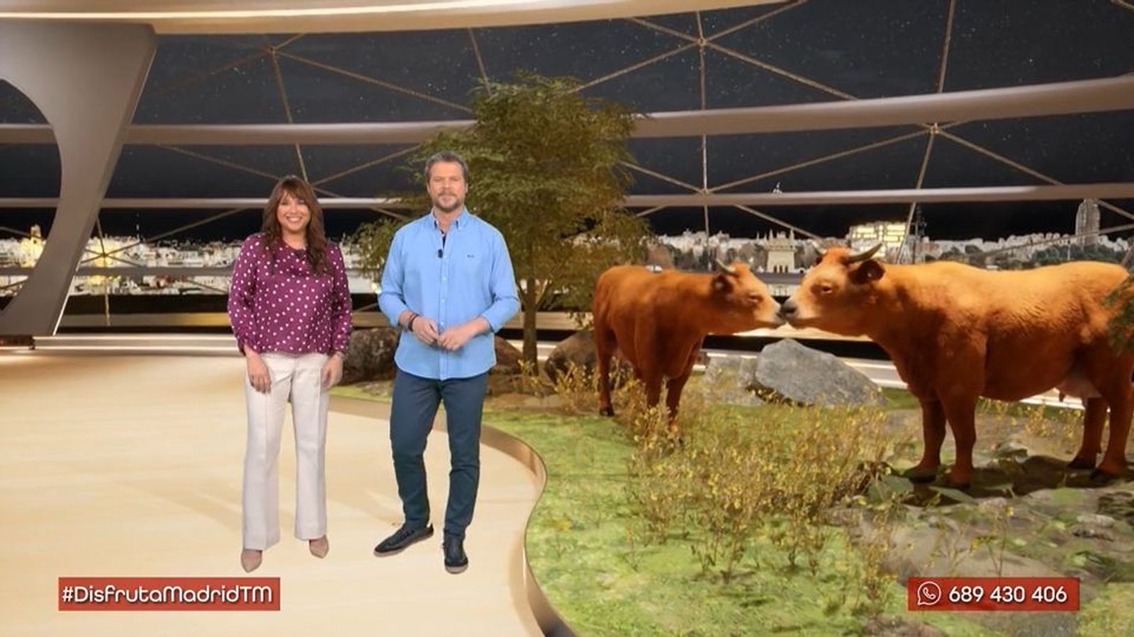 Vacas bravas: las madres del toro de lidia