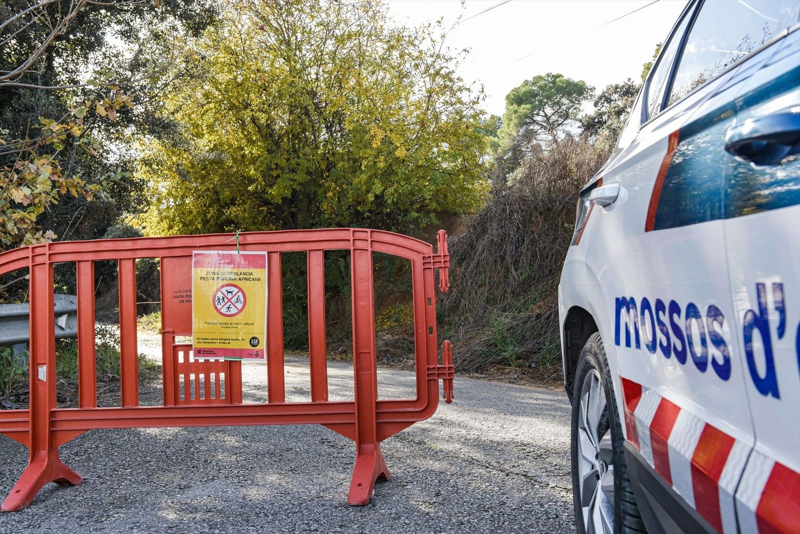 Diez casos más de peste porcina en jabalíes dentro de la zona de confinamiento
