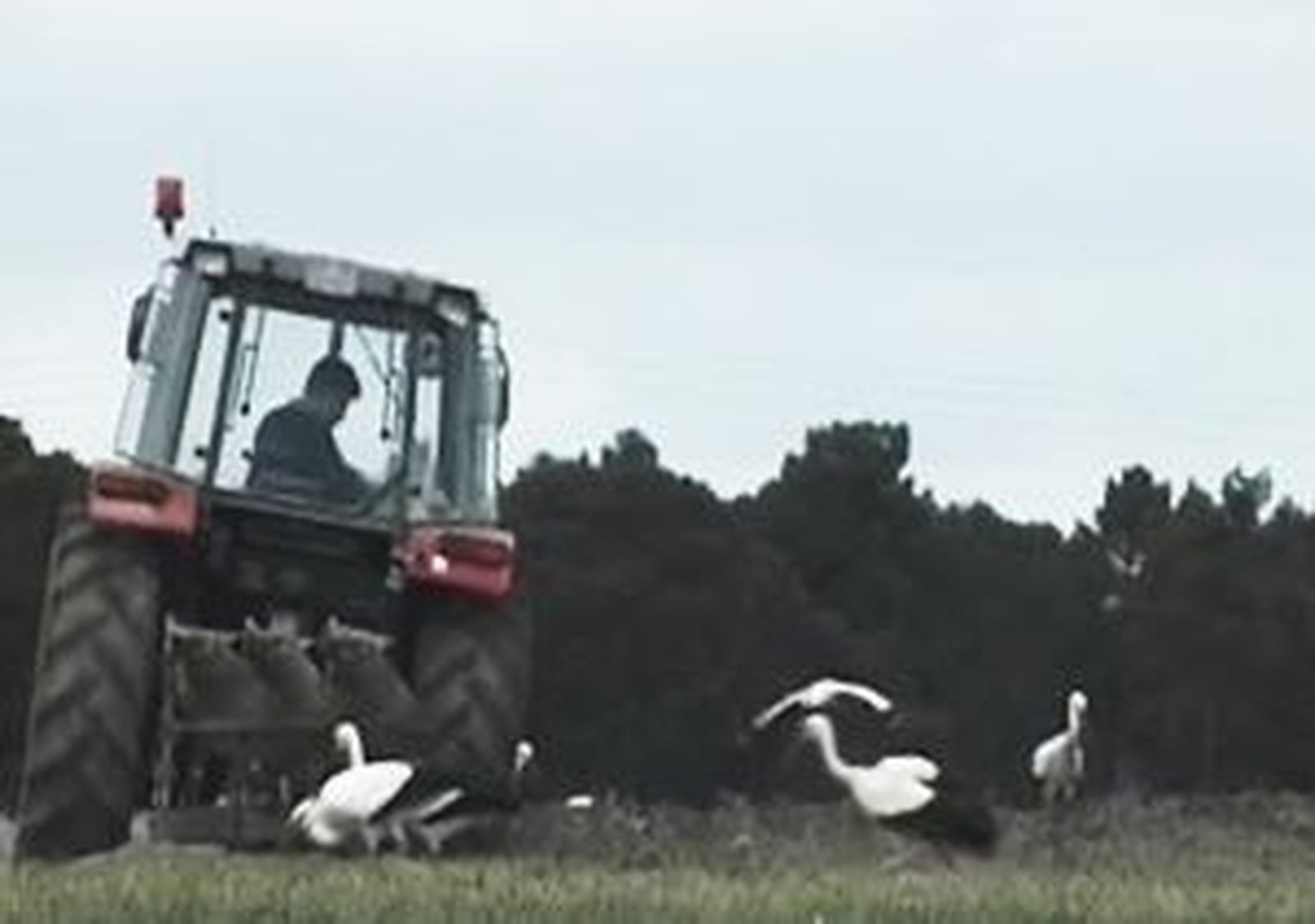 Aves en peligro