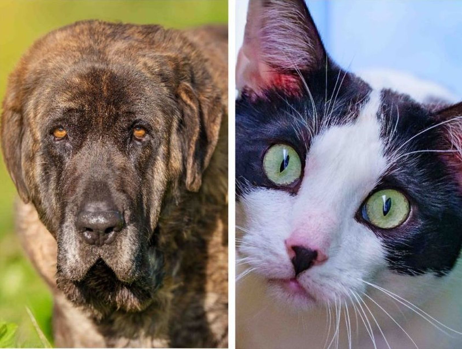 Unamuno y Lucas aguardan a ser adoptados en el Centro de Protección Animal de Fuenlabrada