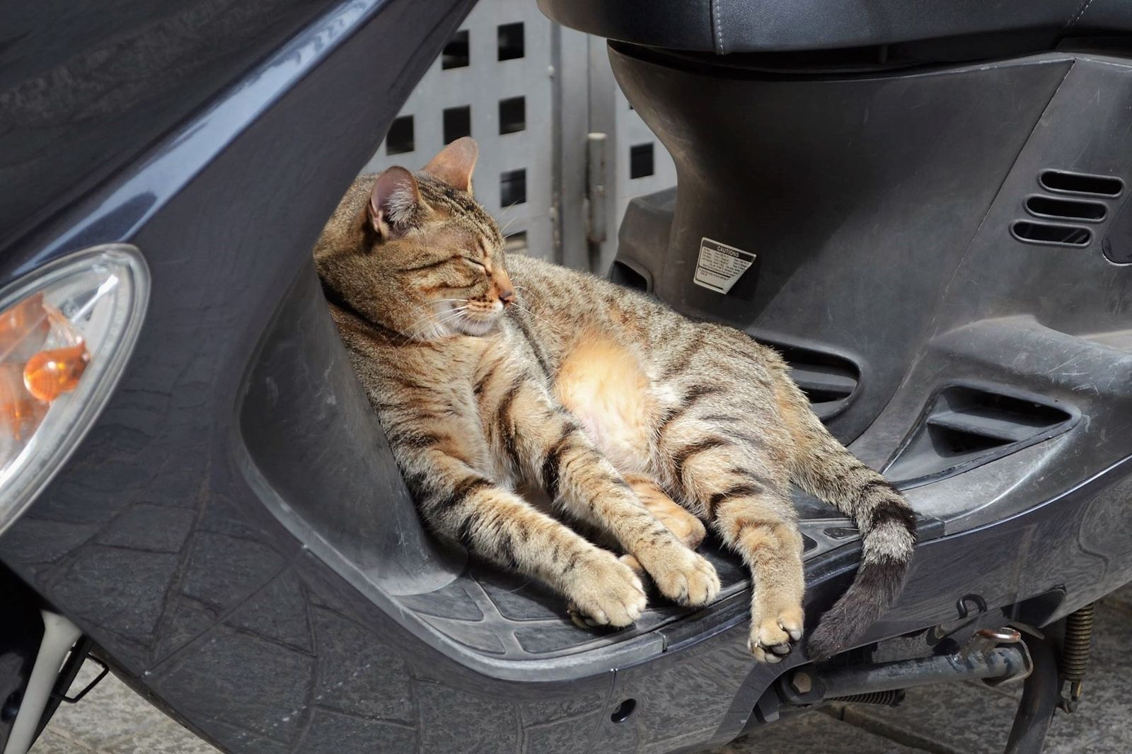Un gato callejero descansa sobre una moto aparcada en la calle.
