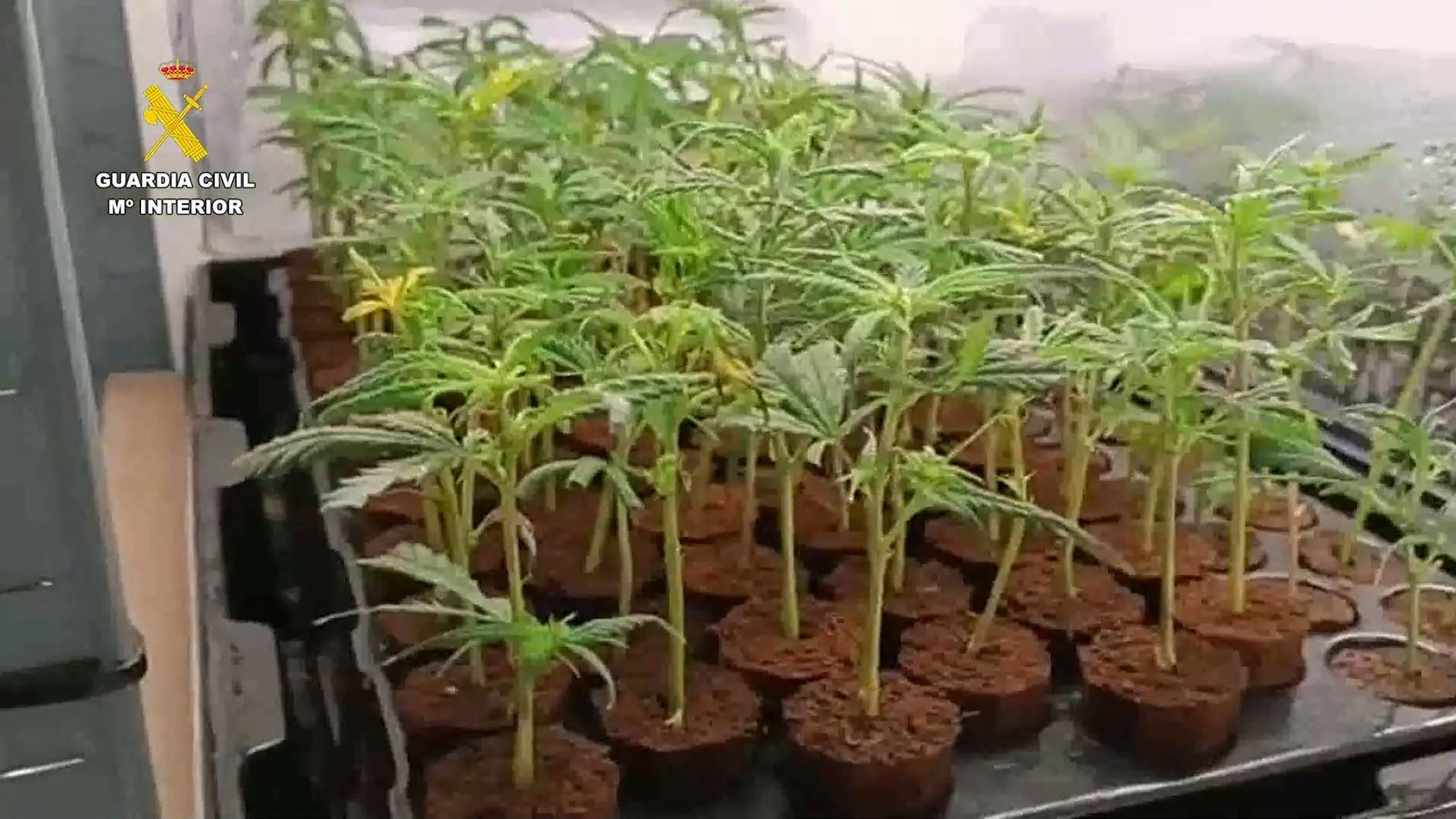 Siete detenidos, 583 plantas de marihuana y  83.700 euros incautados en una operación en Madrid y Toledo