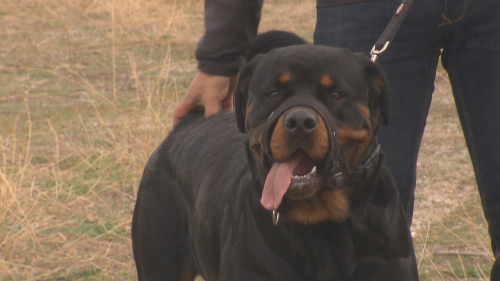 Perro Rottweiler