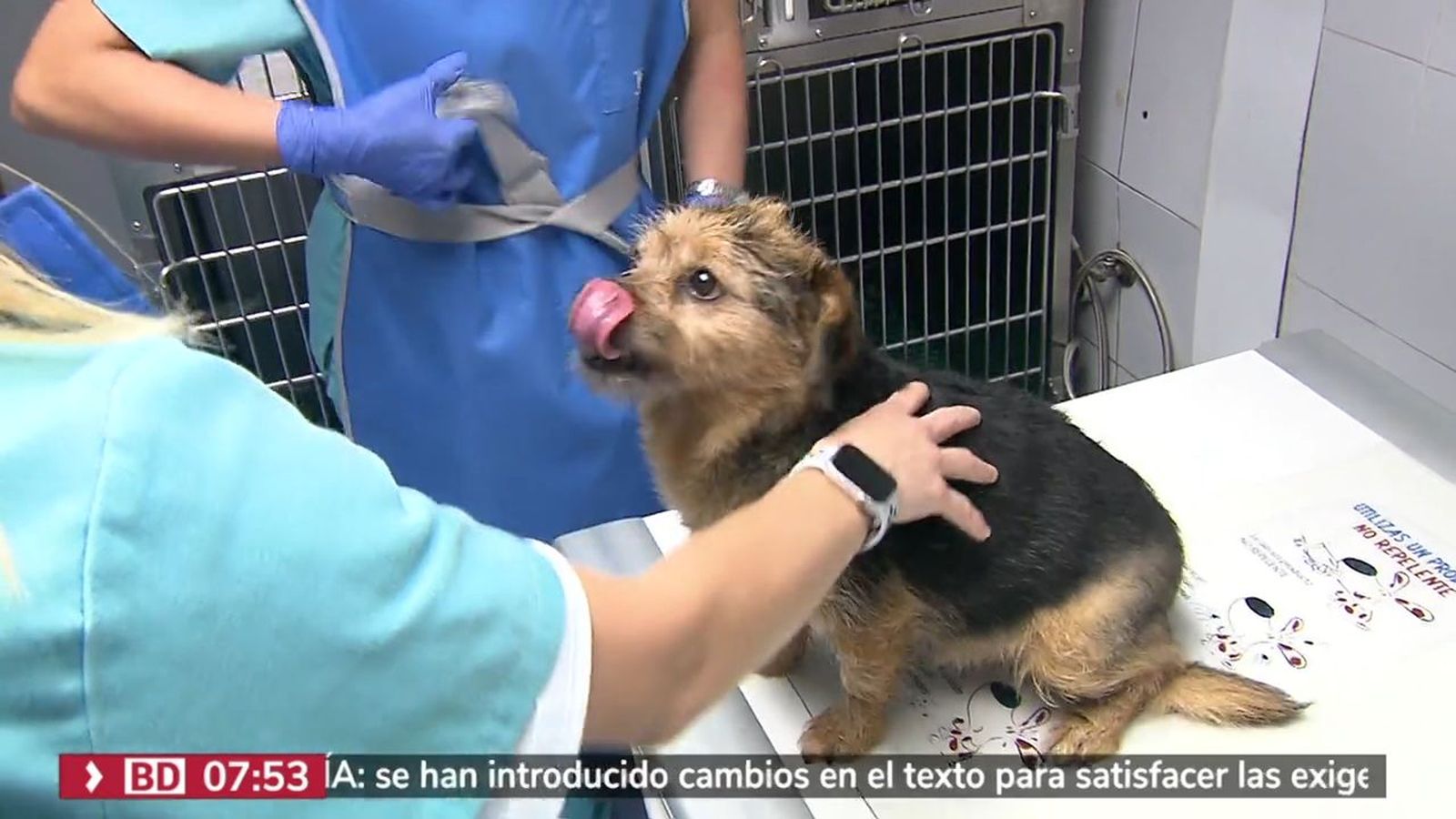Abre el hospital veterinario más grande del centro de Madrid