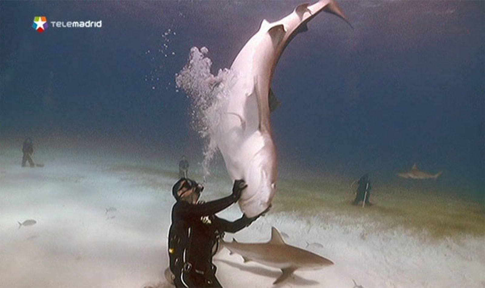 Los tiburones pueden adquirir  el gusto por el jazz