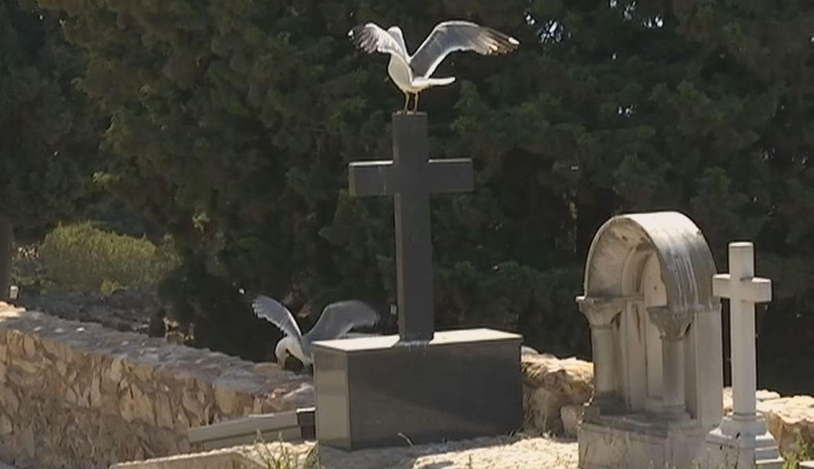 Terror a unas gaviotas en Barcelona
