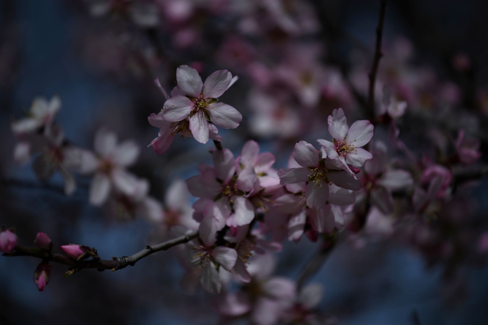 Almendro en flor