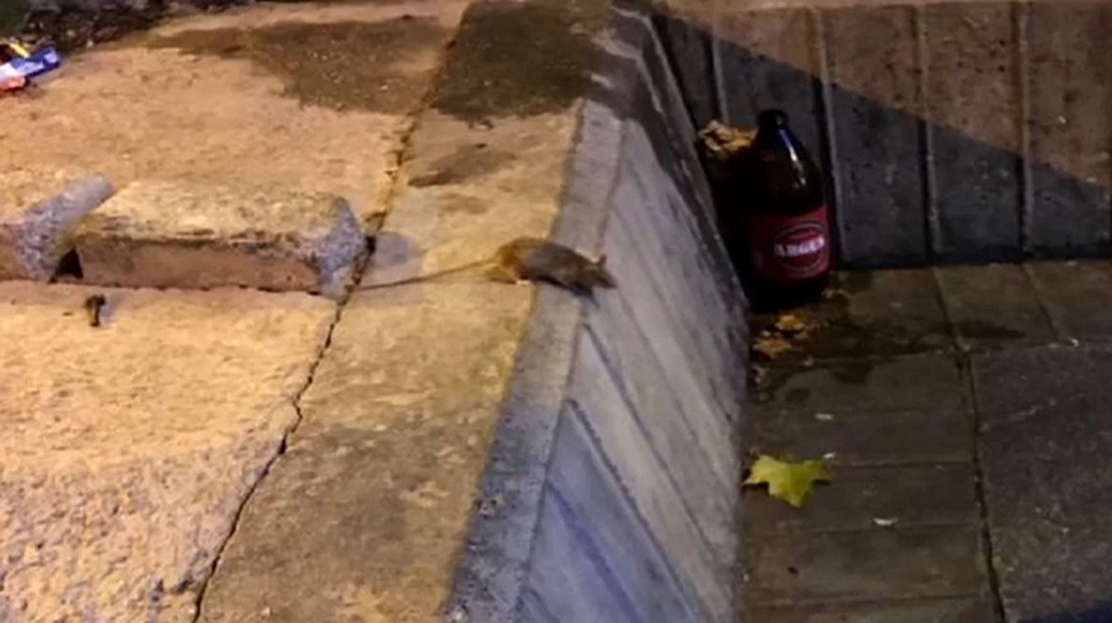 Las ratas campan a sus anchas por Tirso de Molina