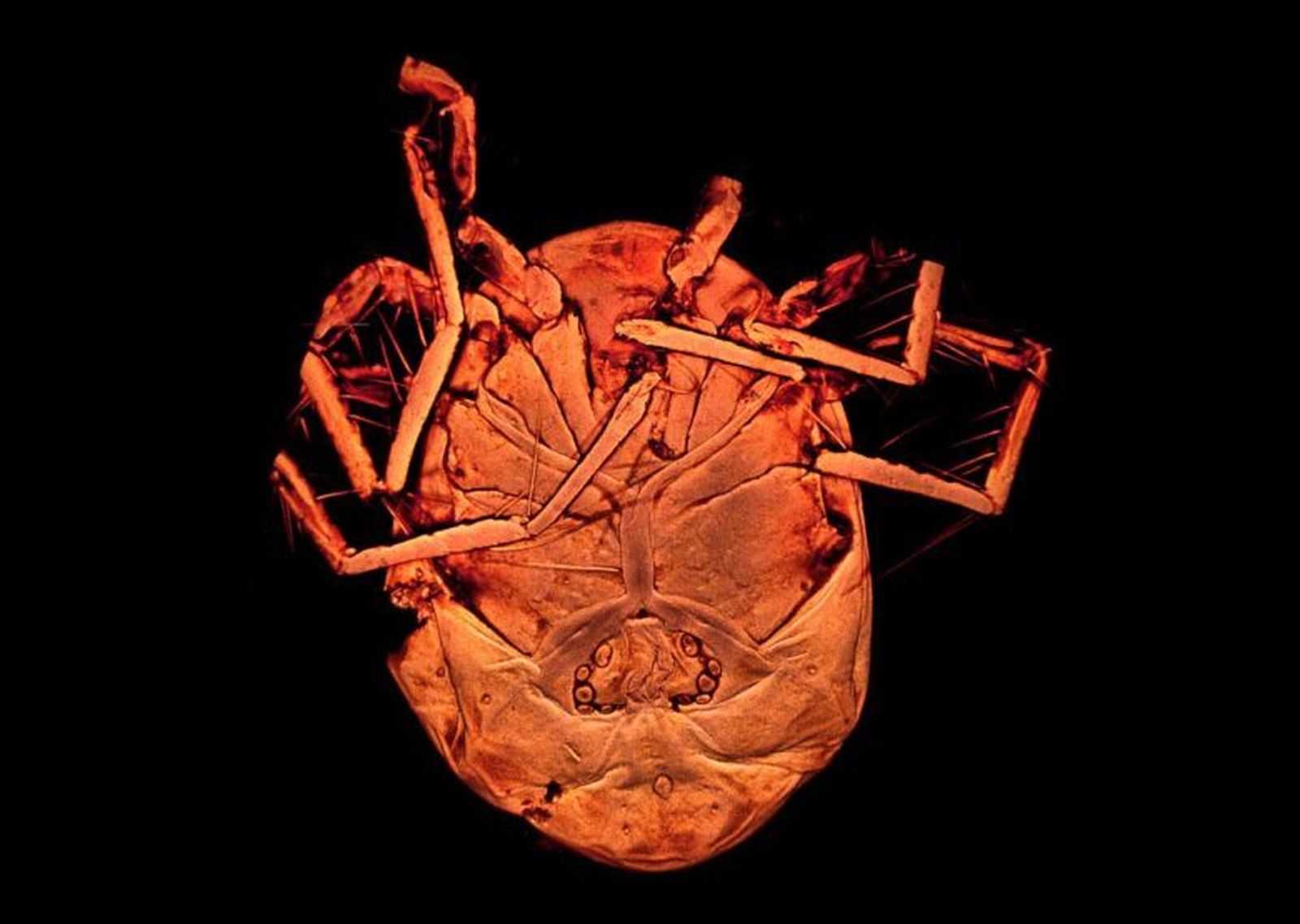 El ácaro 'Piona Alpedretinia'