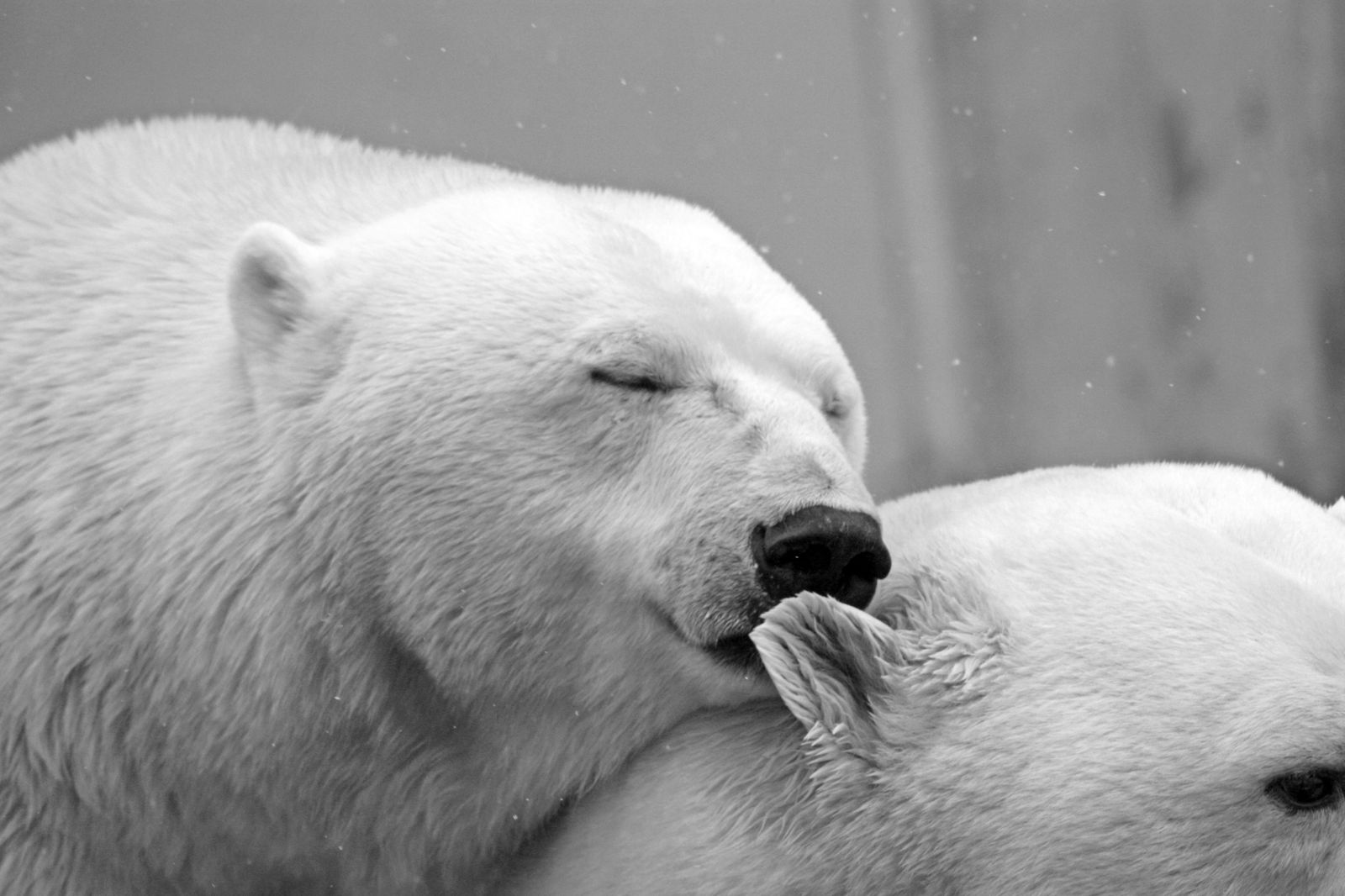 Una pareja de oso polares