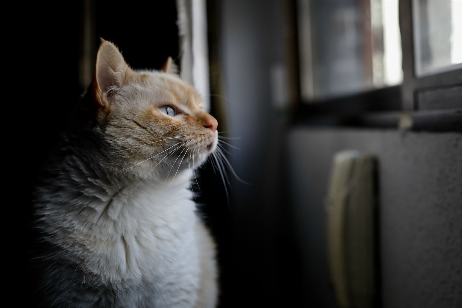 Imagen de un gato mirando por la ventana