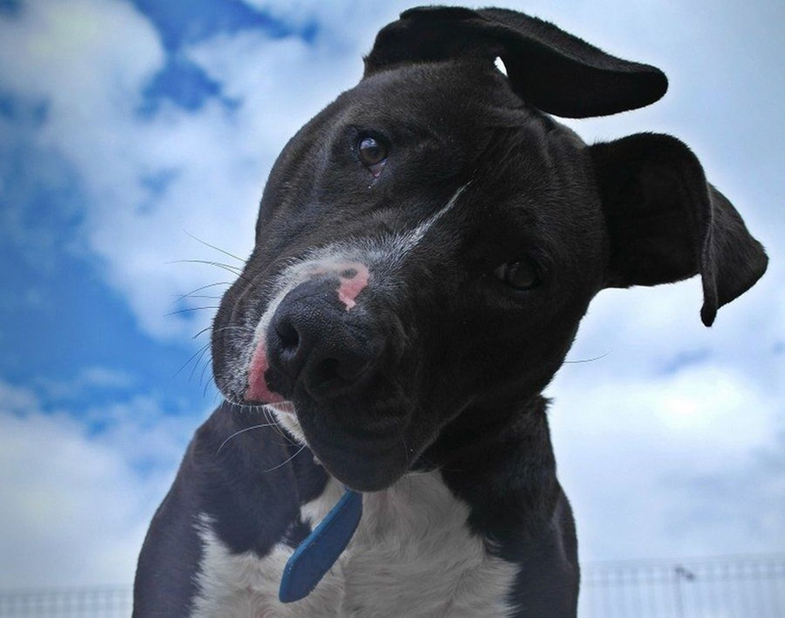 Los perros ‘potencialmente peligrosos’ dejarán de tener esa consideración si superan una prueba de aptitud