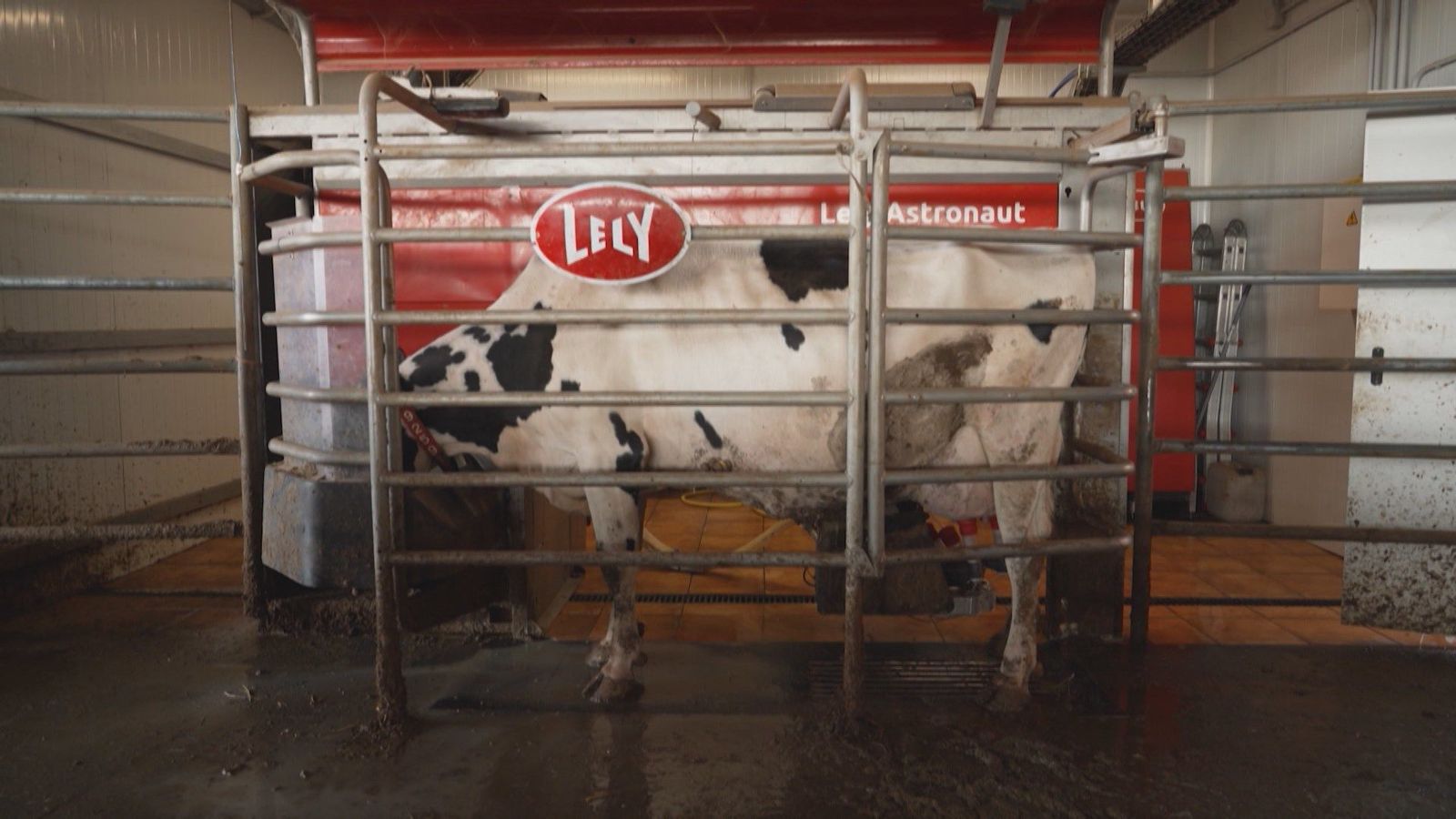 Conocemos las nuevas formas de ordeñar vacas en Velilla de San Antonio