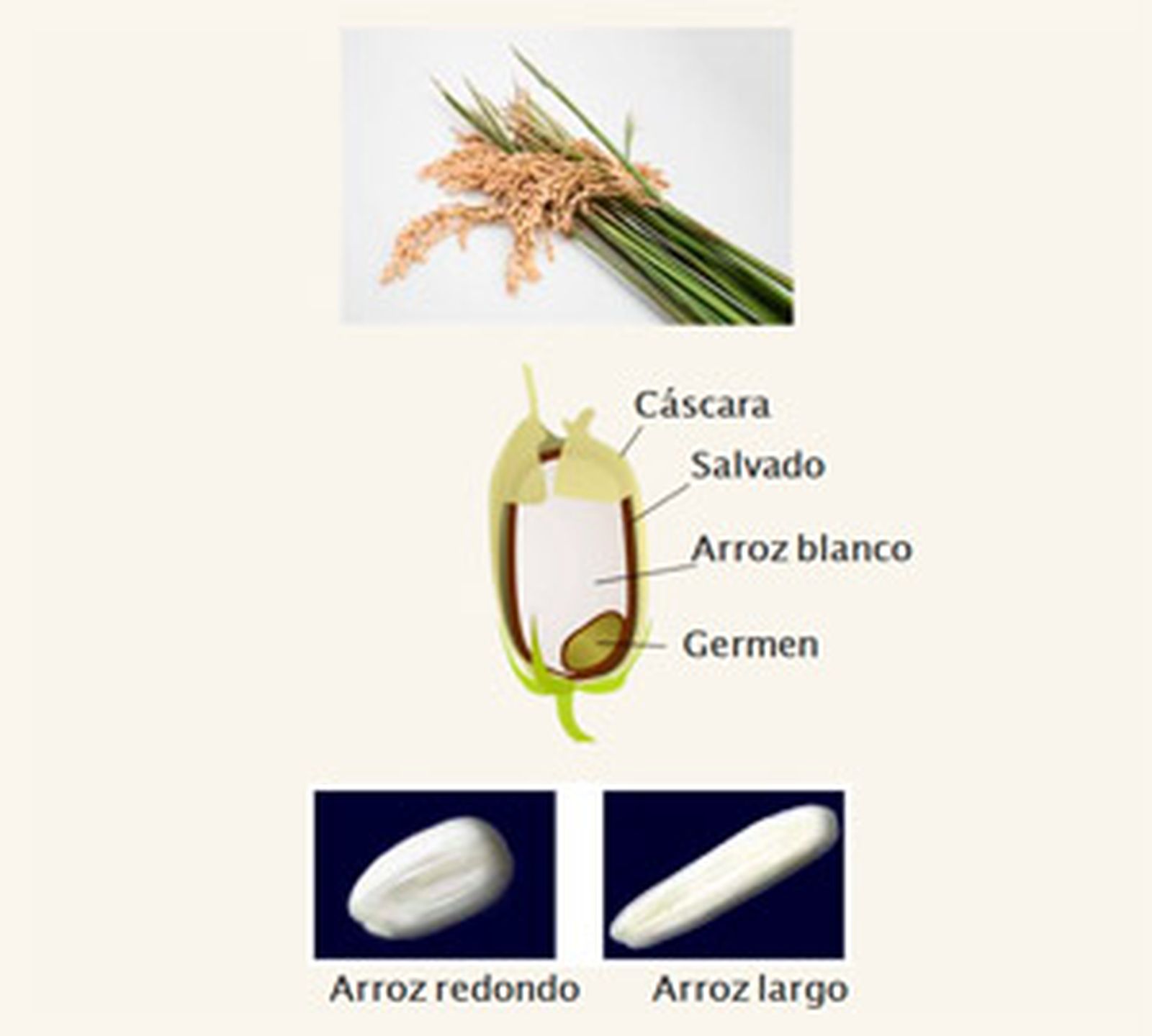 grano_arroz.jpg