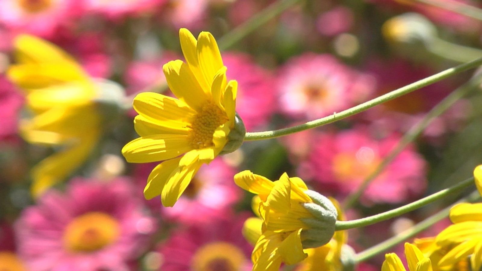Los mejores consejos para llenar nuestra casa de naturaleza este verano