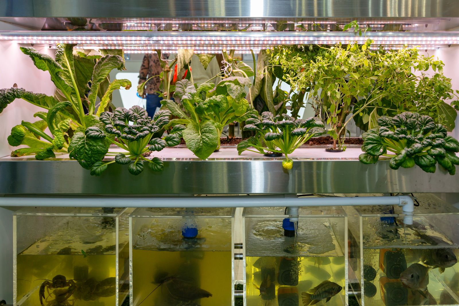 El Pez Jardinero revoluciona el autocultivo urbano con su sistema modular de acuaponía