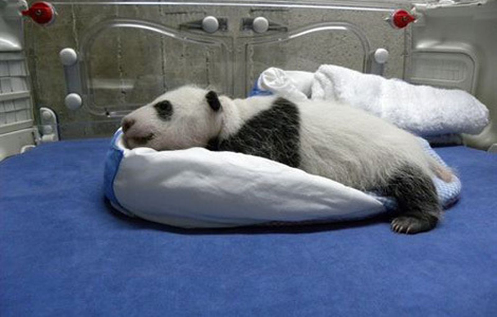 osopanda470_zoo