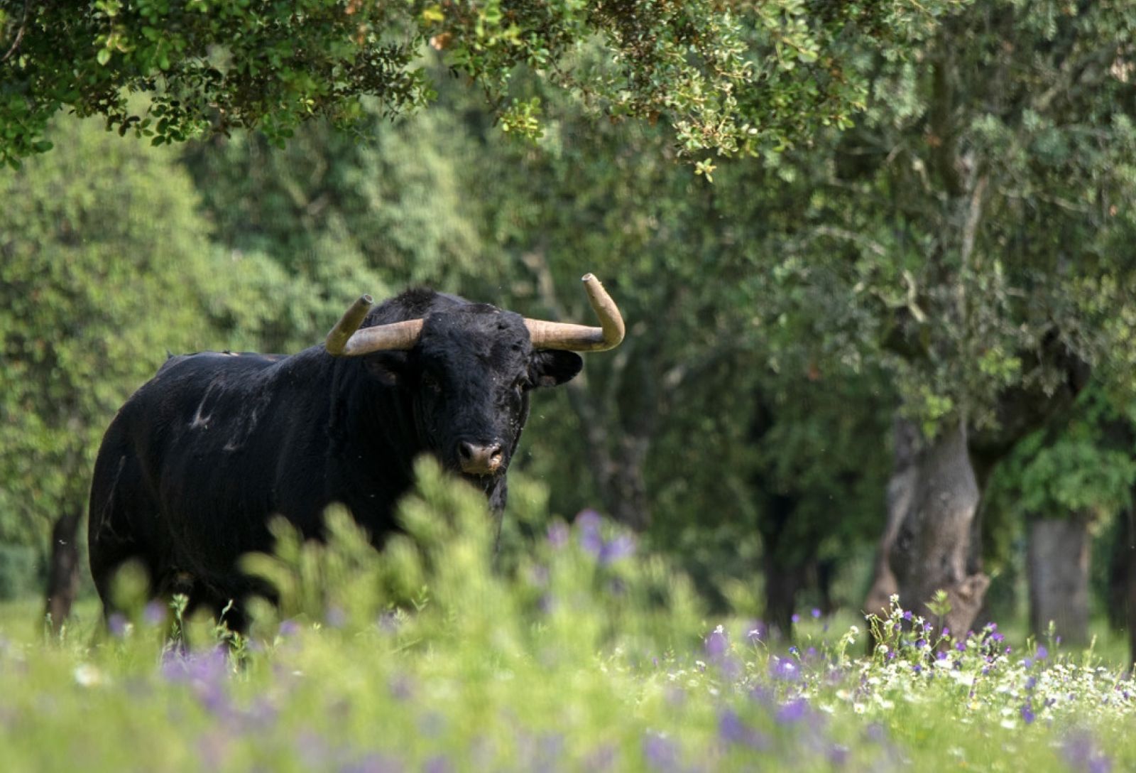 Toro