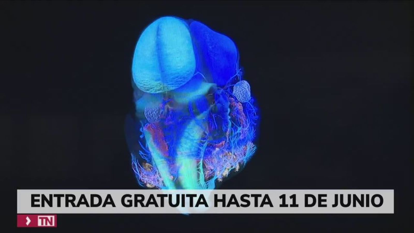 Una exposición para descubrir los misterios del 'Cerebro'