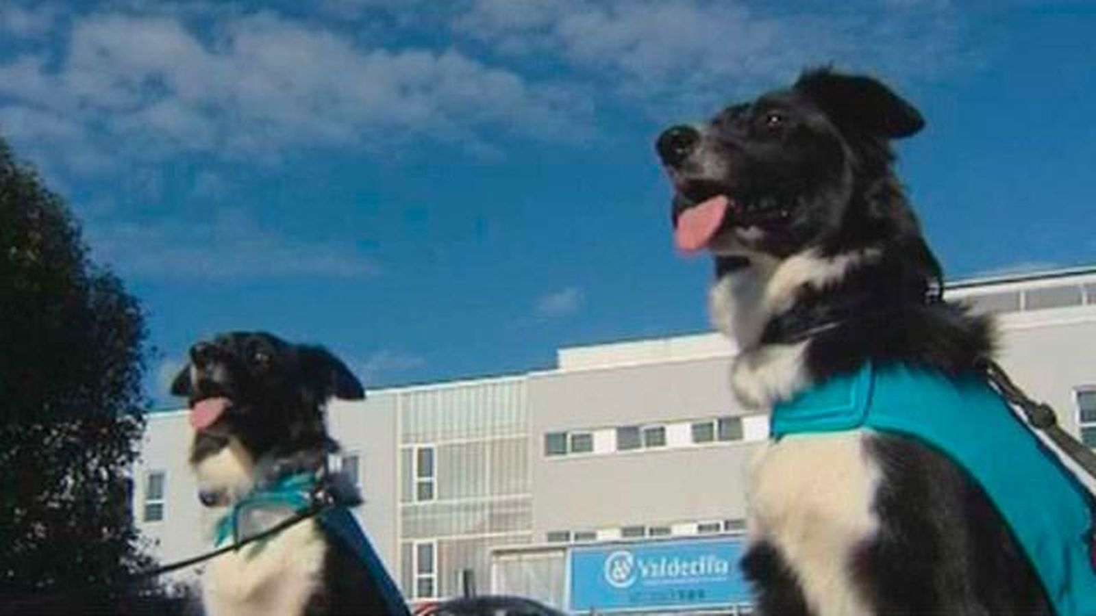 Perros contra el cáncer