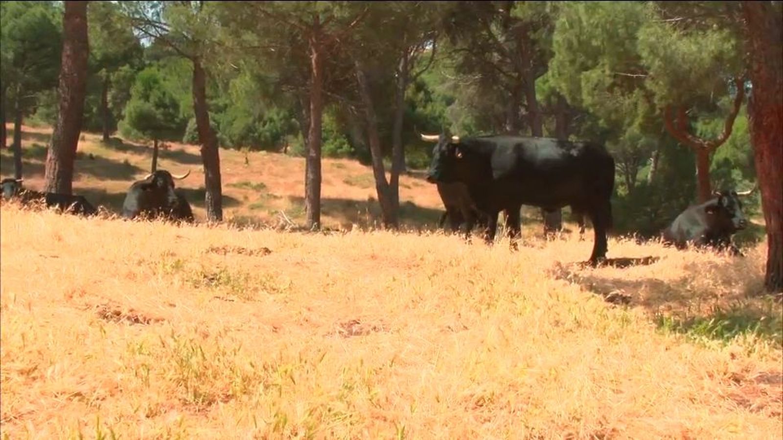 Las vacas bombero pastorean los montes madrileños para limpiar pastos y prevenir incendios