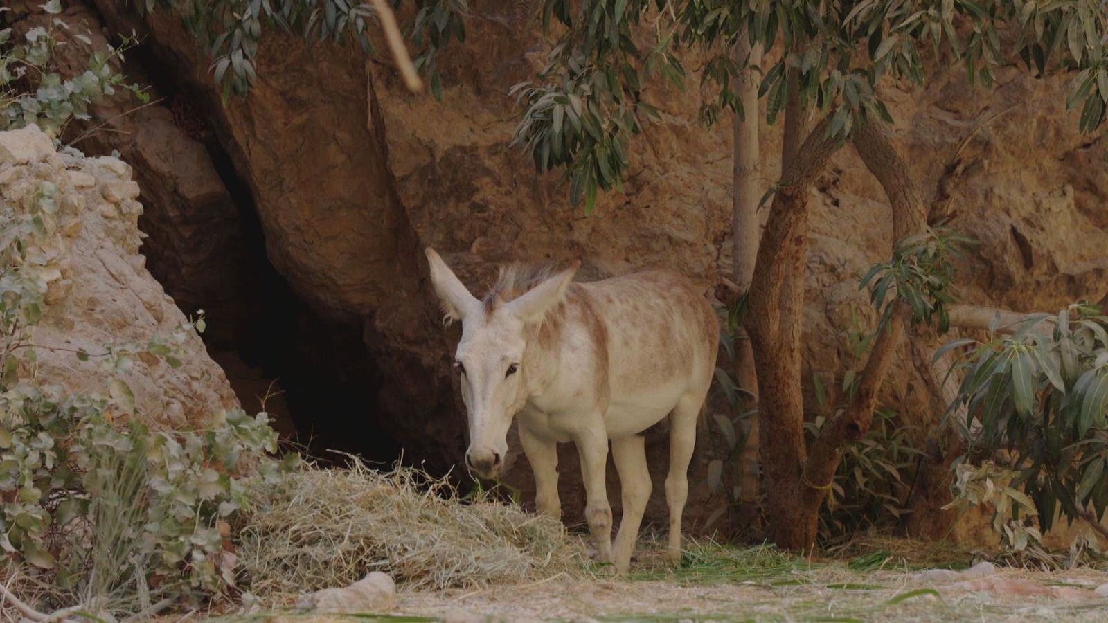 burro
