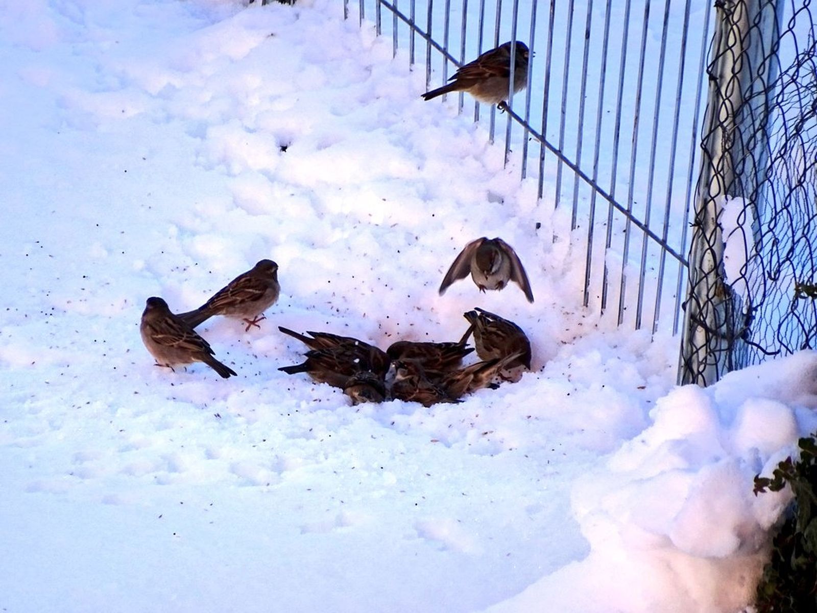 Varios gorriones buscan alimento entre la nieve