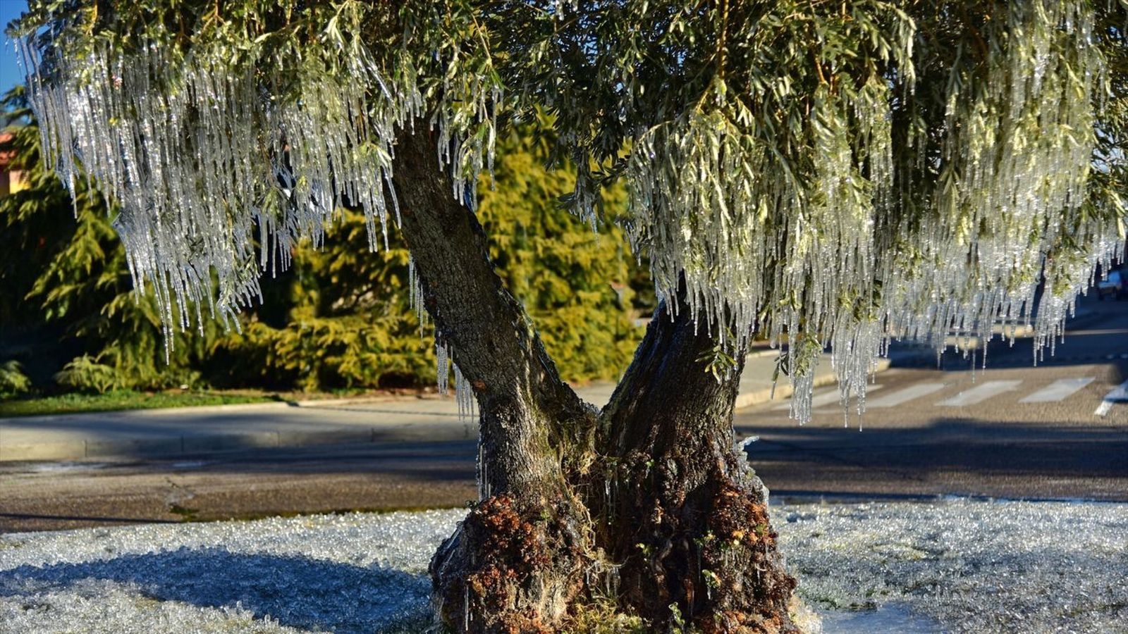Ganador del 'Árbol del Año 2025'