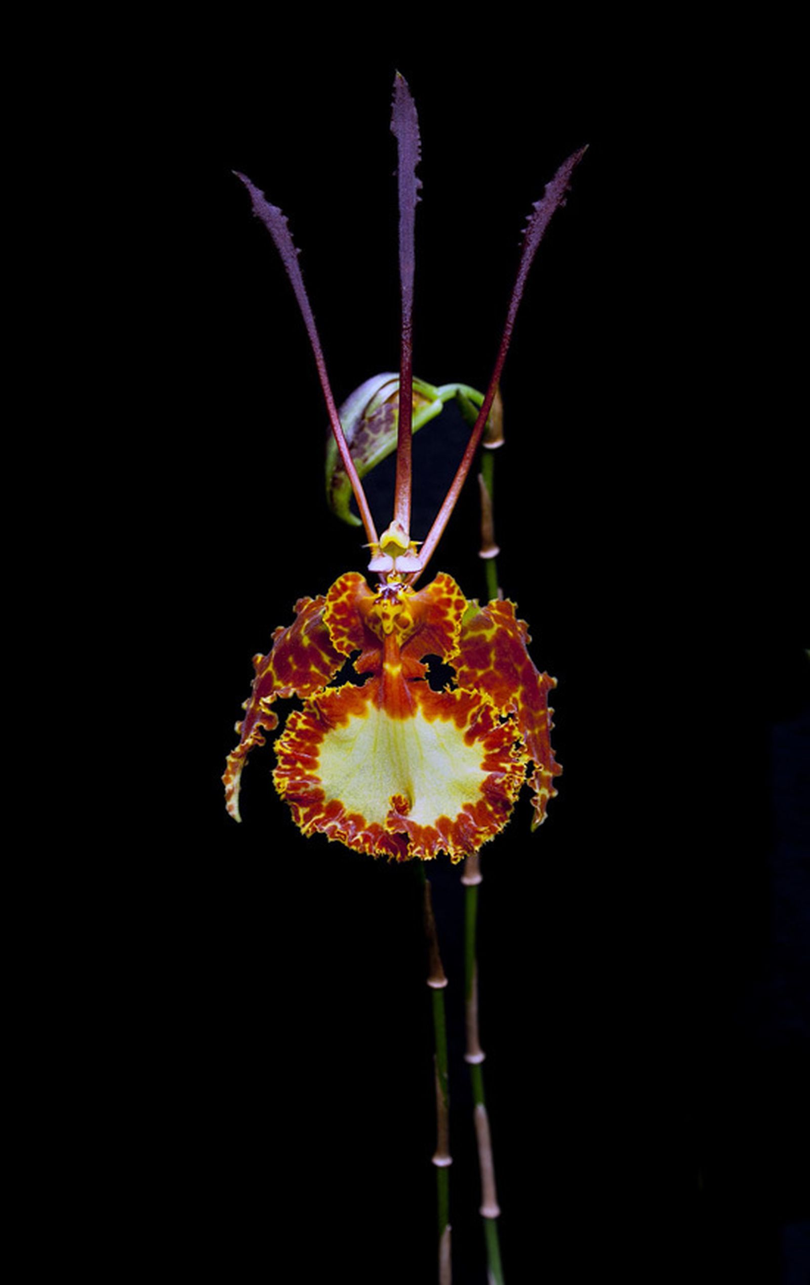 La exposición es un testimonio del seguimiento fotográfico que ha realizado Gerardo Torres de las orquídeas durante los últimos ocho años.