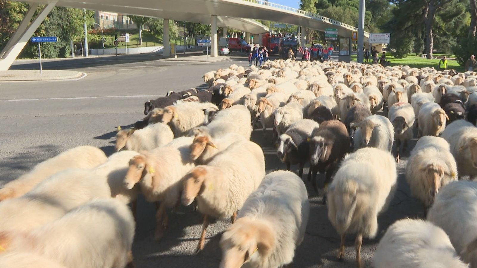 Medio millar de ovejas llegan a la Casa de Campo para pasar el invierno