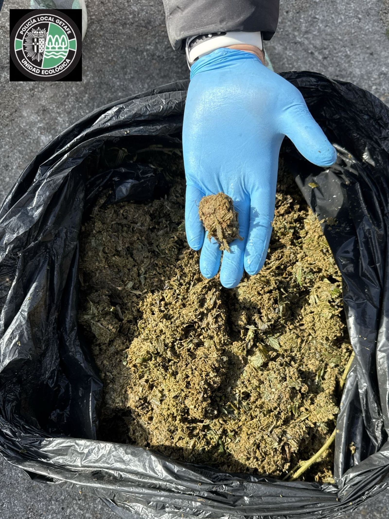 Restos de una plantación de marihuana localizados por la Policía Local de Getafe
