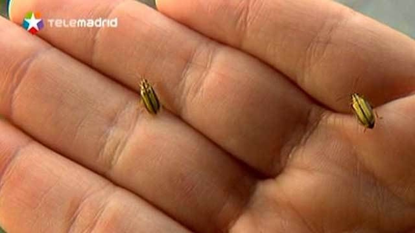 Plaga de galerucas del olmo en Moratalaz