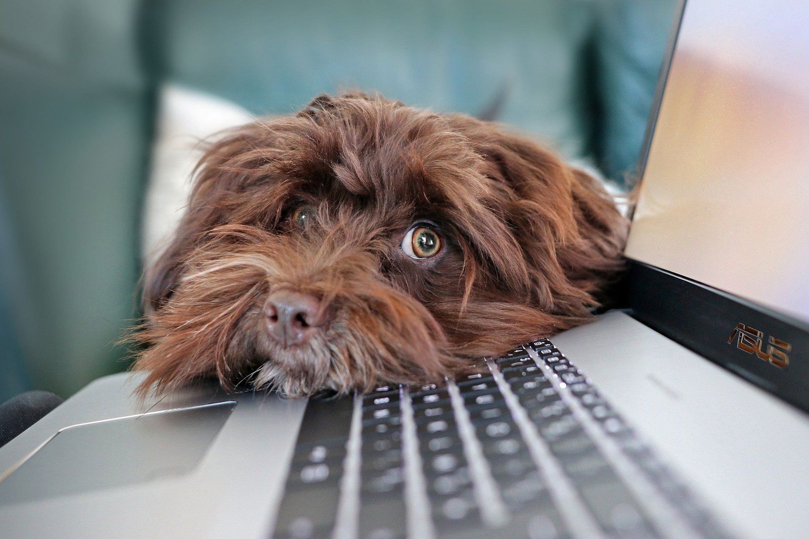 ¿Cuál es la personalidad de tu perro? Mídela con este test de “perronalidad”