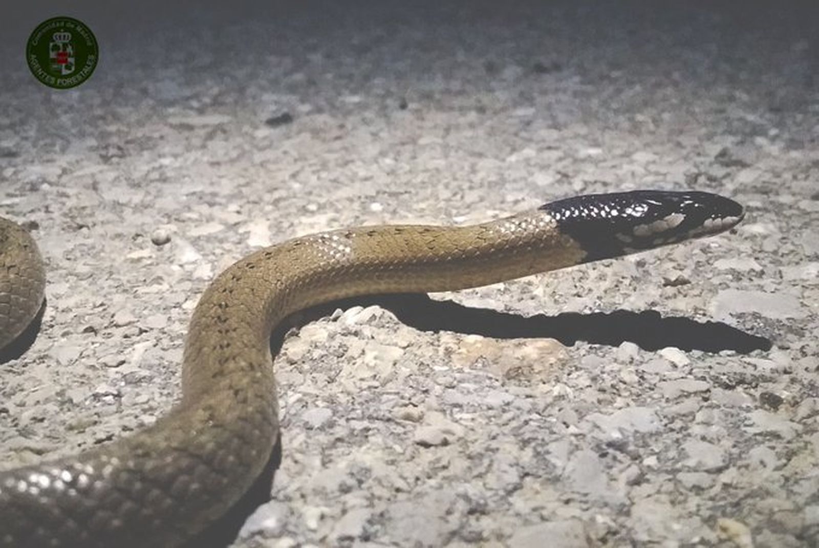 Culebra de cogulla