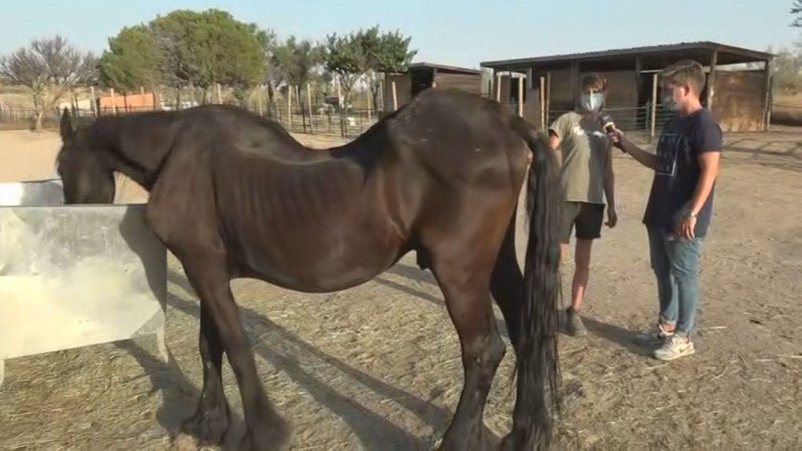 Así rescatan animales de granja en Santuario Vegan